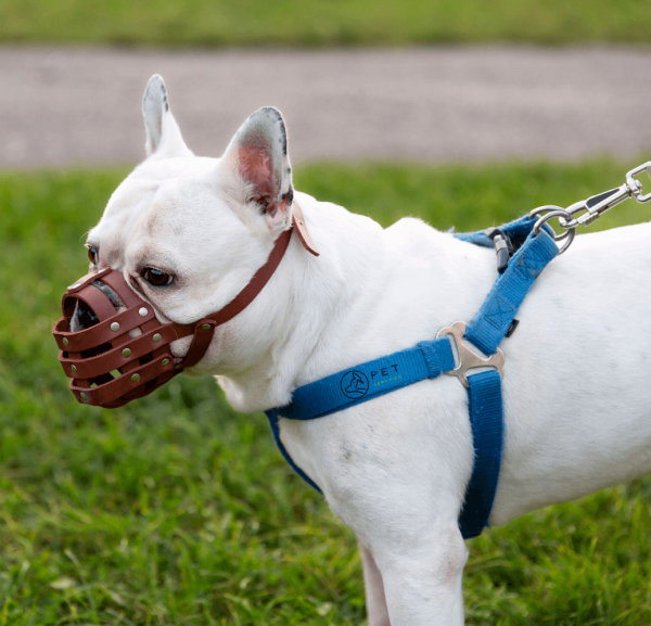 Dog Harness